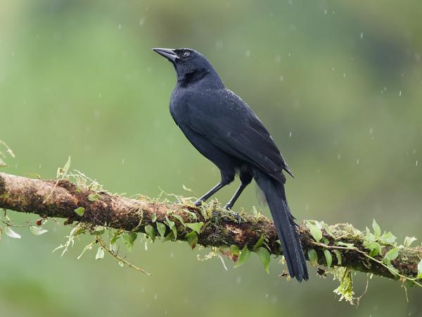 <h3><a href="/trips/costa-rica/biota/animalia/chordata/aves/040 passeriformes/124 icteridae/dives dives/dives dives-nl.html">Dives&nbsp;dives</a> / Melodious&nbsp;blackbird / Rouwtroepiaal</h3>OM-1 Mark II met OLYMPUS M.150-400mm F4.5, 1/640 sec  bij F4.5, ISO 2000, afstand 8.64&nbsp;m
